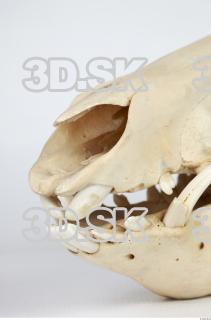 Skull Boar - Sus scrofa 0017